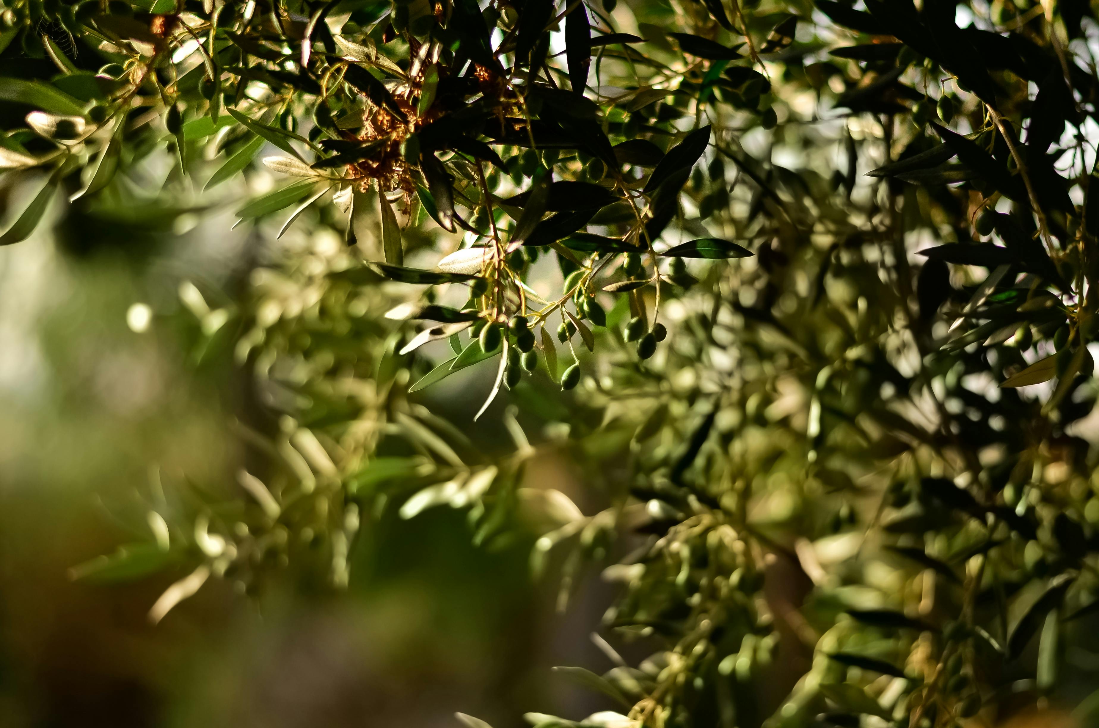 pexels-juliasakelli-1047312.jpg__PID:925005f5-d2cf-4dcf-96b5-4c20f26bf244