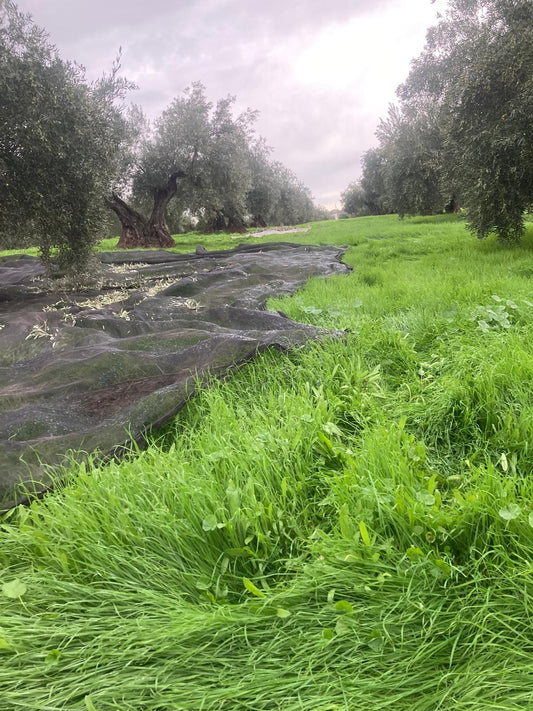 AOVE Cosecha Temprana Octubre 2026 · Reserva